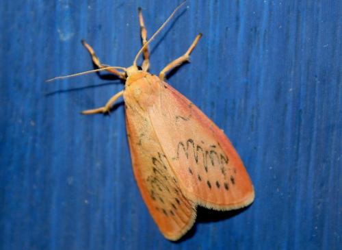 Réf. 216 549 : Miltochrista miniata